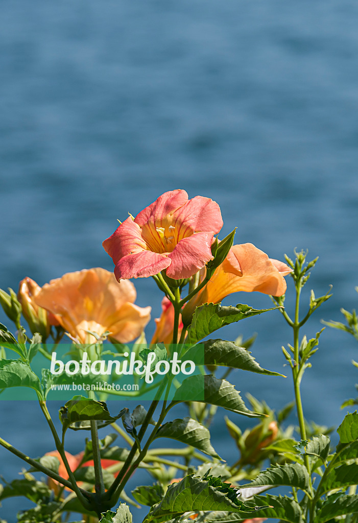 651137 - Chinese trumpet vine (Campsis grandiflora)