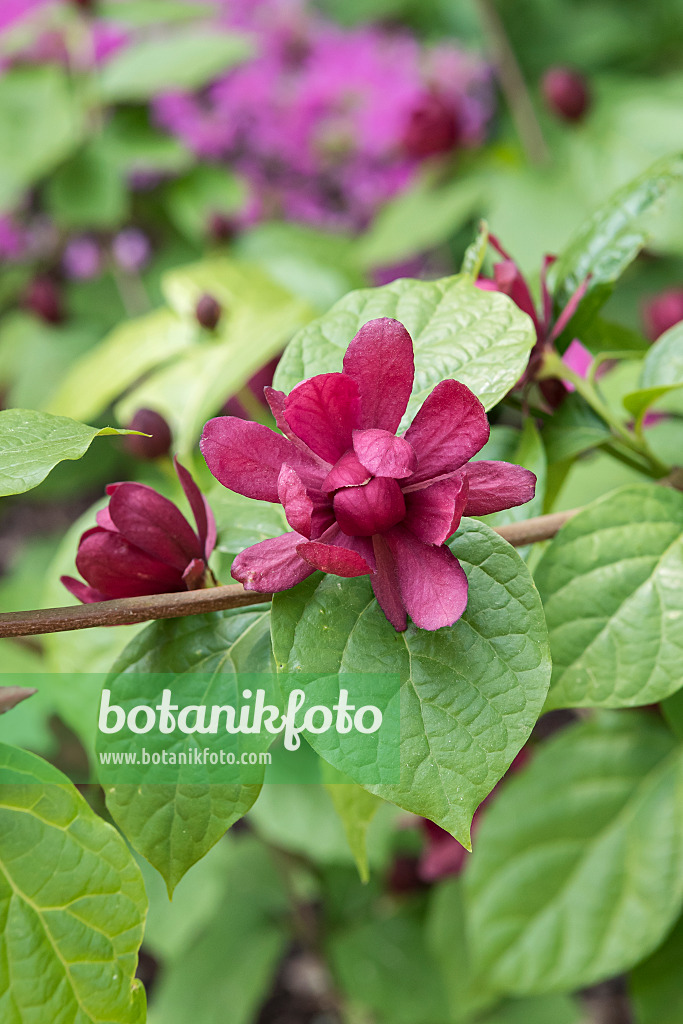 638342 - Chinese wax shrub (Sinocalycanthus raulstonii 'Hartlage Wine')