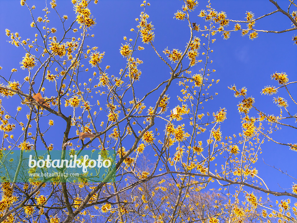 435023 - Chinese witch hazel (Hamamelis mollis)