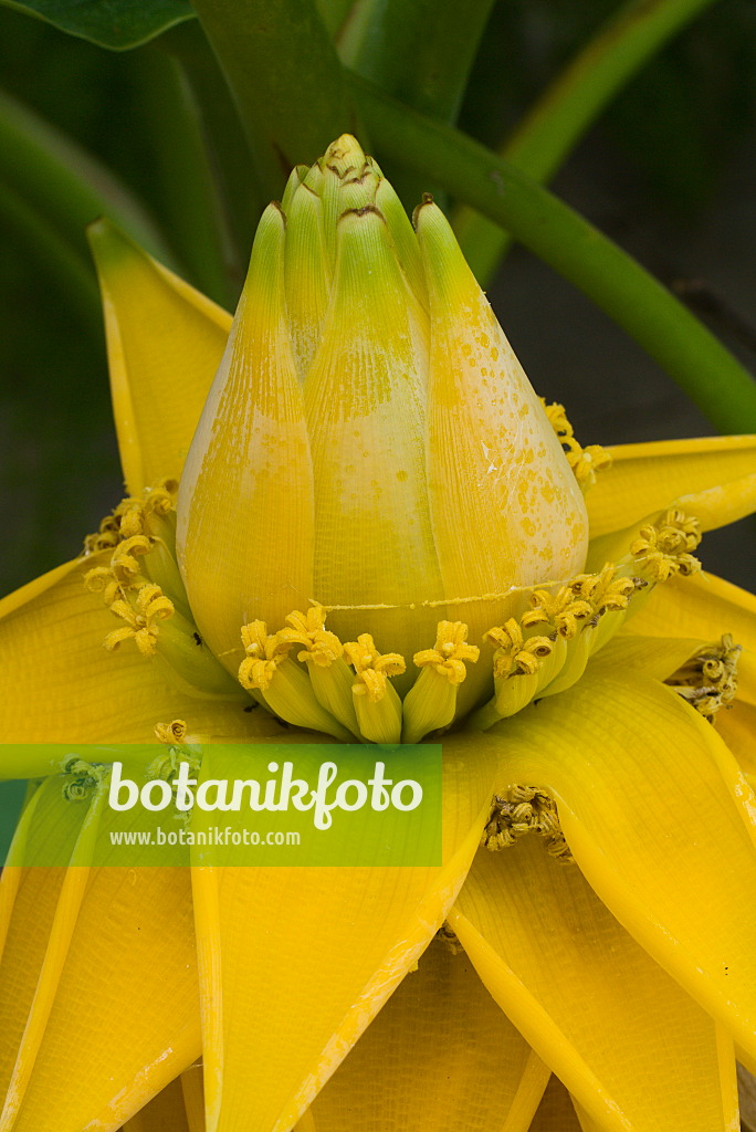 672001 - Chinese yellow banana (Musella lasiocarpa)