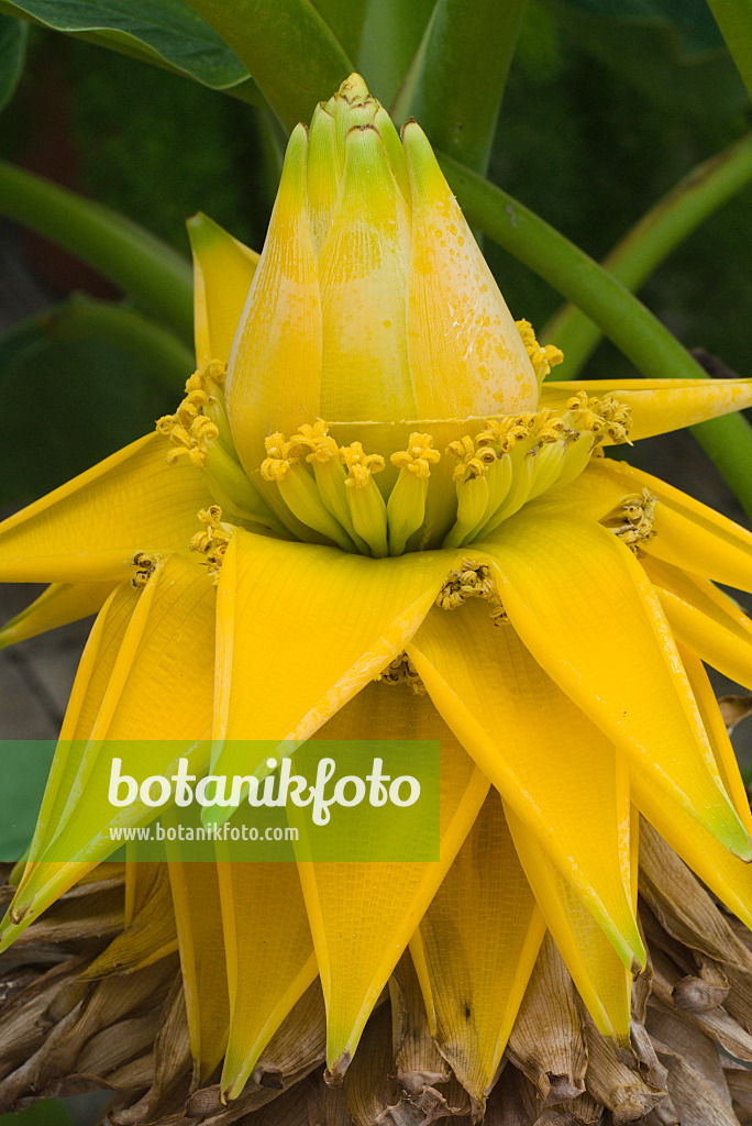 672002 - Chinese yellow banana (Musella lasiocarpa)
