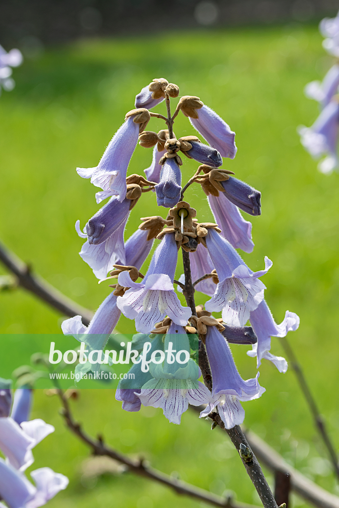 664286 - Chinesischer Blauglockenbaum (Paulownia tomentosa)