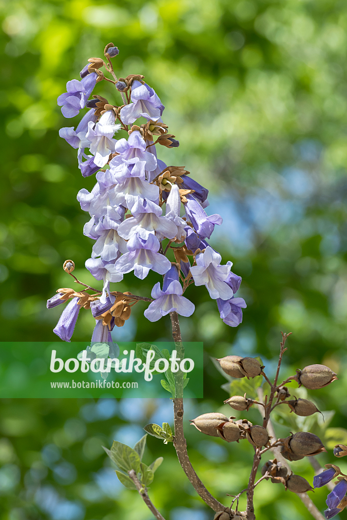 664287 - Chinesischer Blauglockenbaum (Paulownia tomentosa)