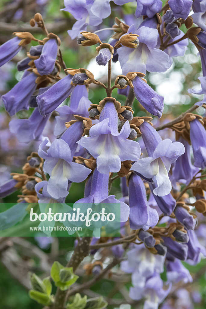 675266 - Chinesischer Blauglockenbaum (Paulownia tomentosa)