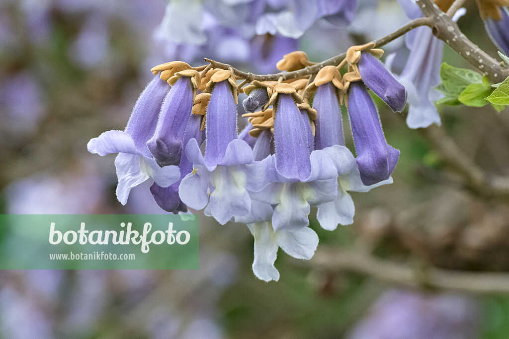 675267 - Chinesischer Blauglockenbaum (Paulownia tomentosa)