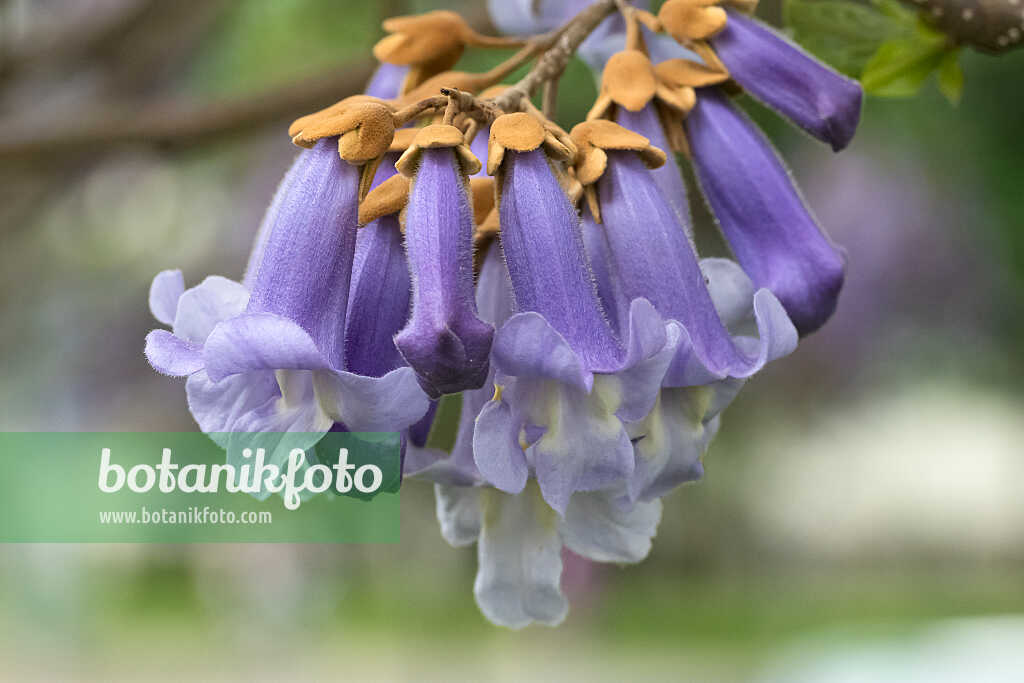 675268 - Chinesischer Blauglockenbaum (Paulownia tomentosa)