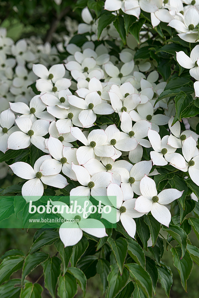 664099 - Chinesischer Blütenhartriegel (Cornus kousa var. chinensis)