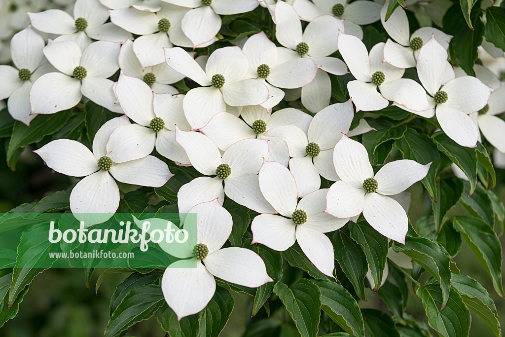 664100 - Chinesischer Blütenhartriegel (Cornus kousa var. chinensis)