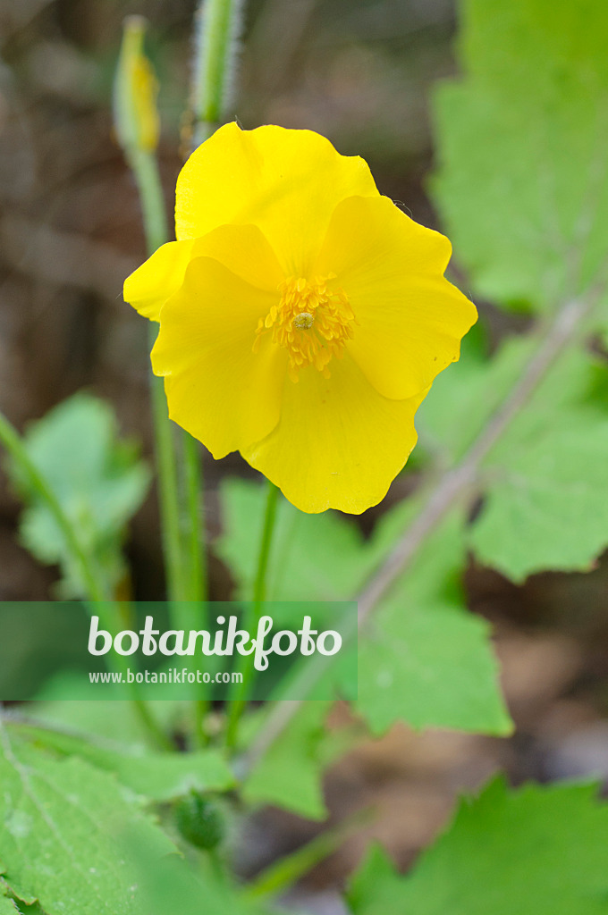 471342 - Chinesischer Schöllkrautmohn (Stylophorum lasiocarpum)