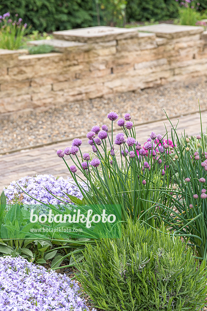 651045 - Chives (Allium schoenoprasum)