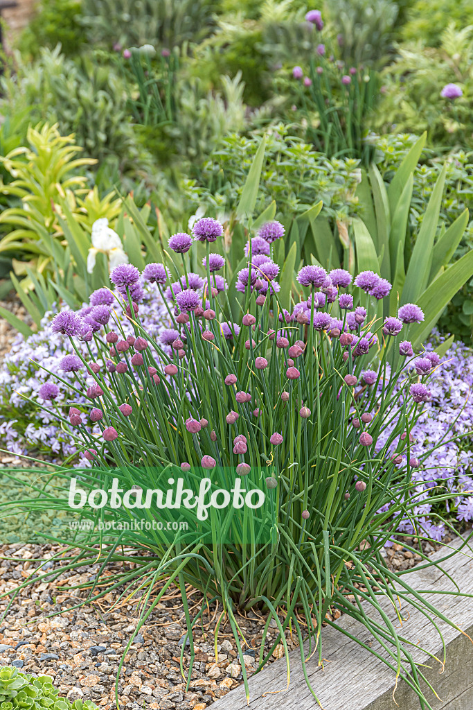 651046 - Chives (Allium schoenoprasum)