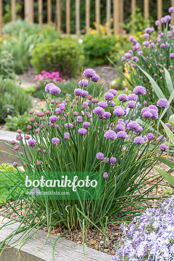 651047 - Chives (Allium schoenoprasum)