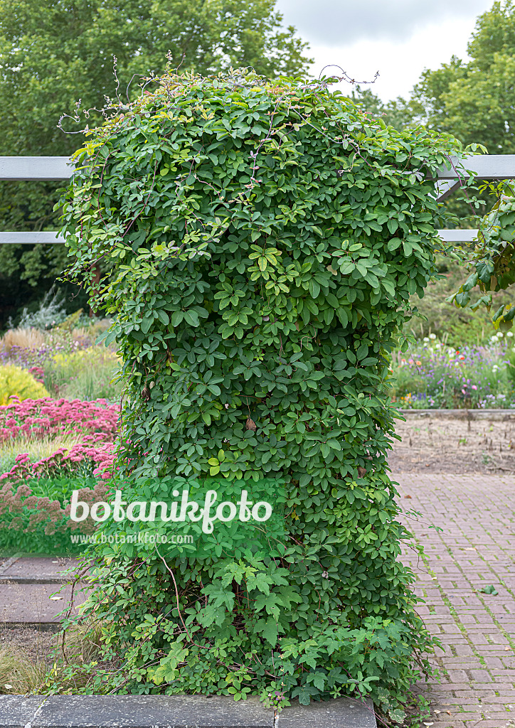 651038 - Chocolate vine (Akebia quinata)