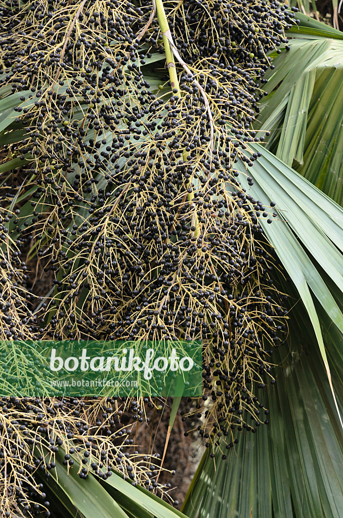 564144 - Chou palmiste (Sabal palmetto)