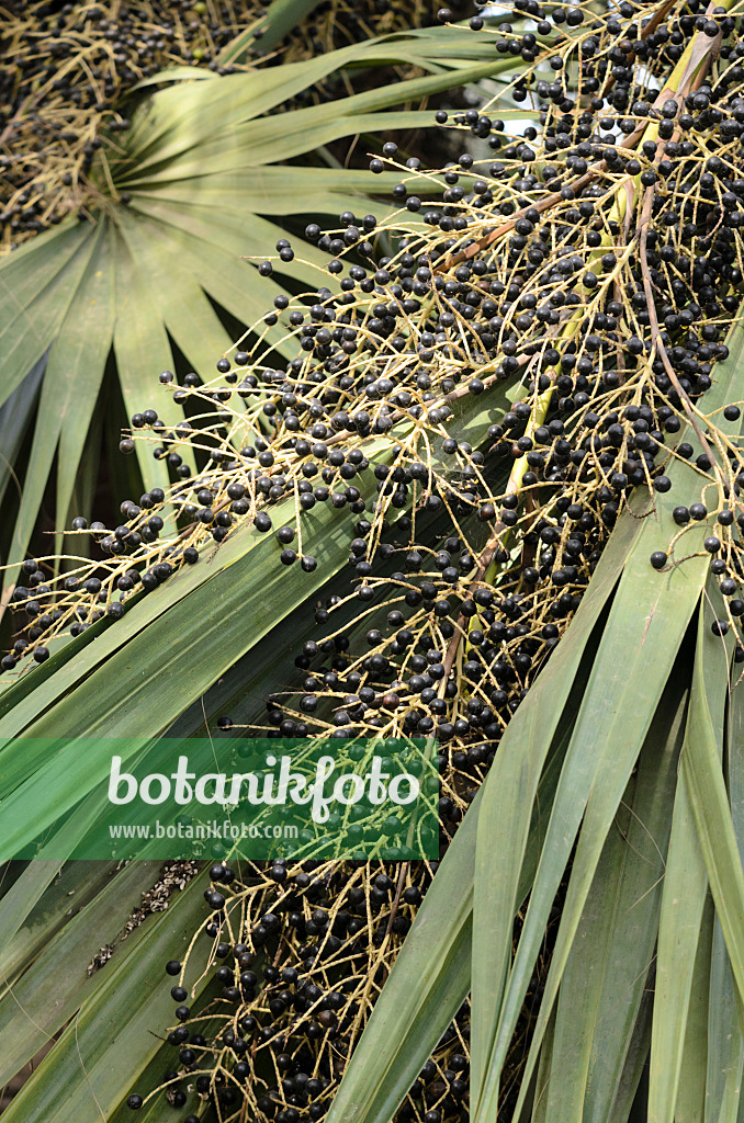 564147 - Chou palmiste (Sabal palmetto)