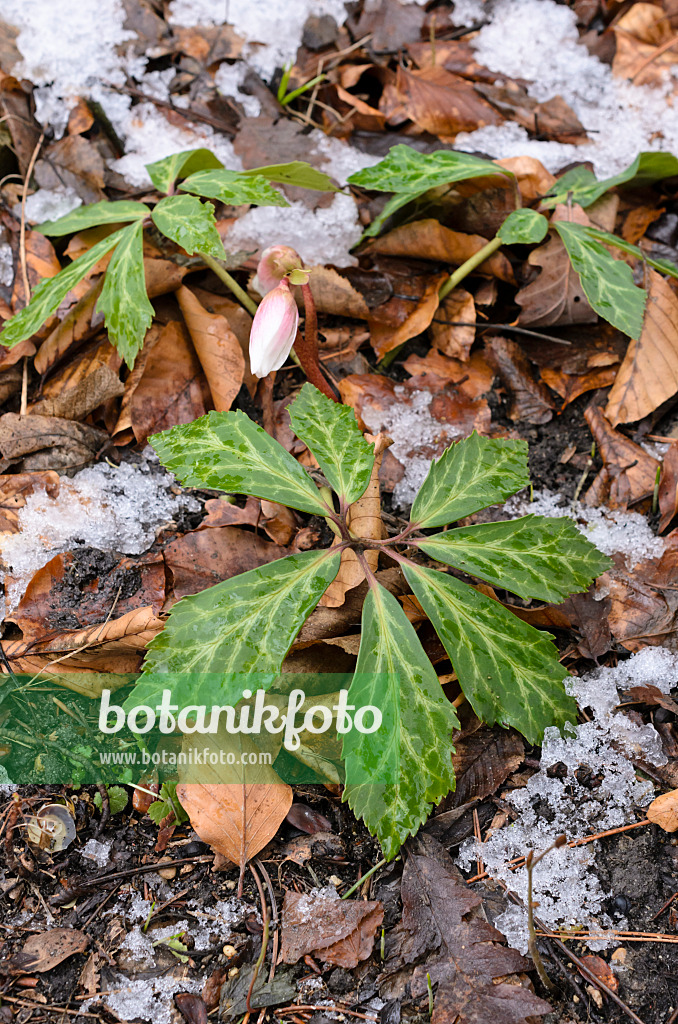 517062 - Christrose (Helleborus niger)