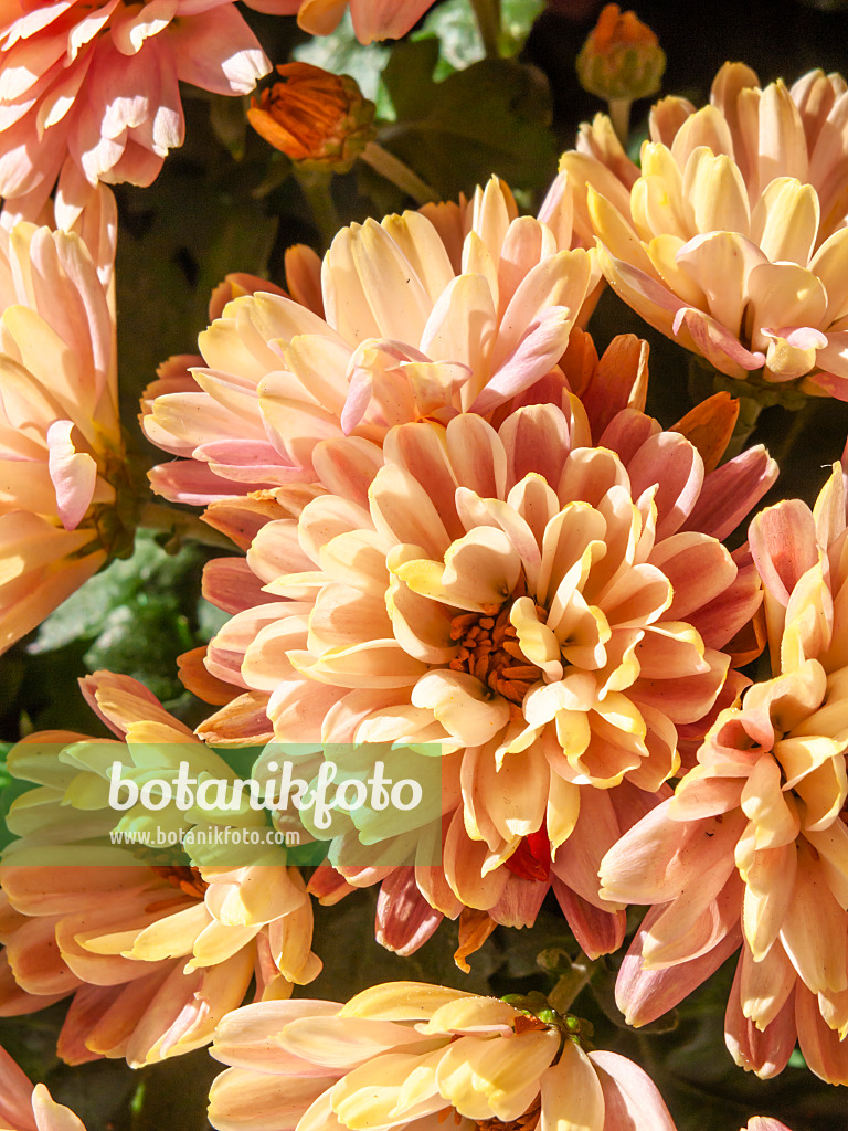 431056 - Chrysanthème (Chrysanthemum)