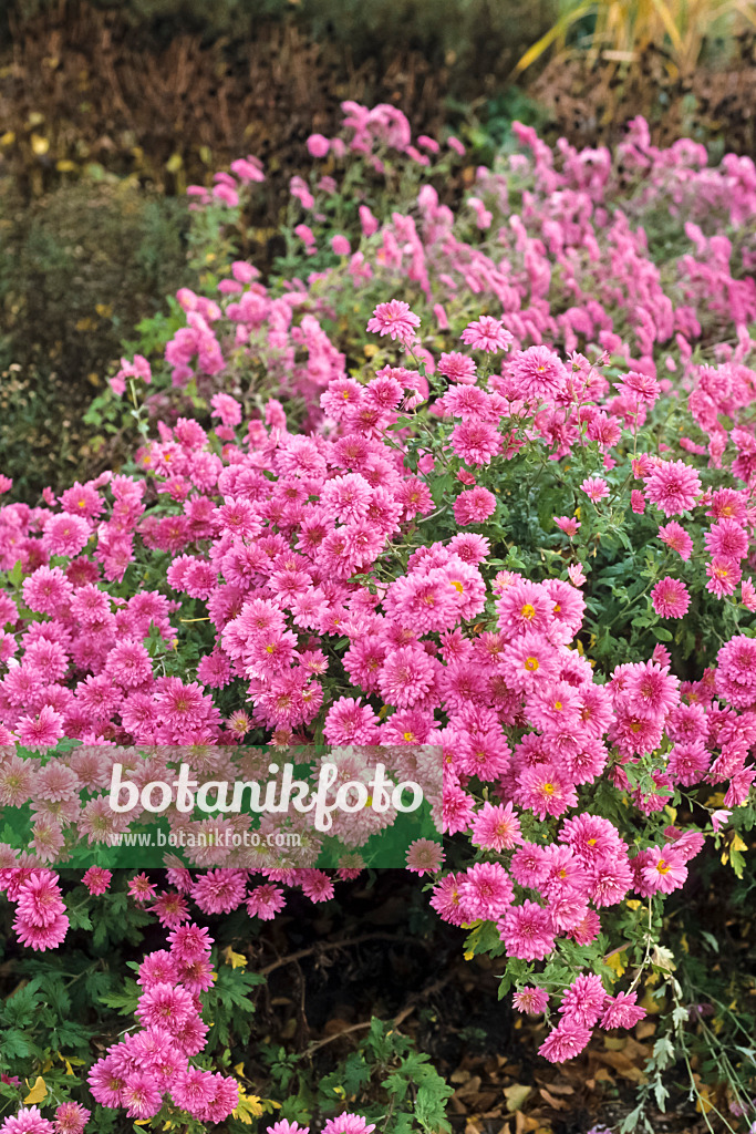 371006 - Chrysanthème d'Inde (Chrysanthemum indicum 'Manito')