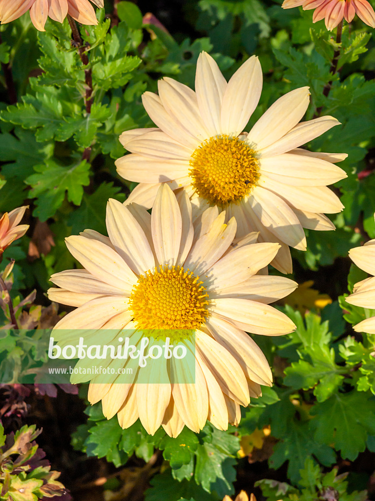 431040 - Chrysanthème d'Inde (Chrysanthemum indicum 'Nordlicht')