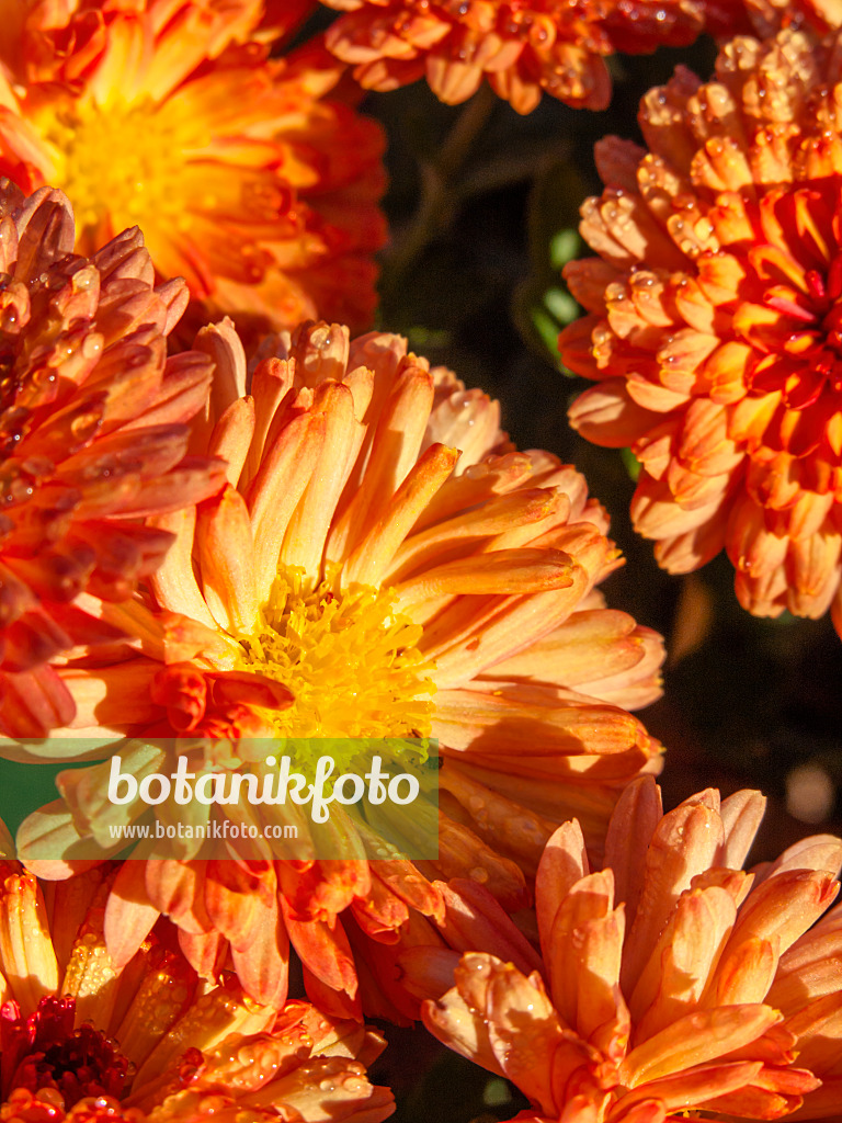 431065 - Chrysanthème d'Inde (Chrysanthemum indicum 'Rehauge')