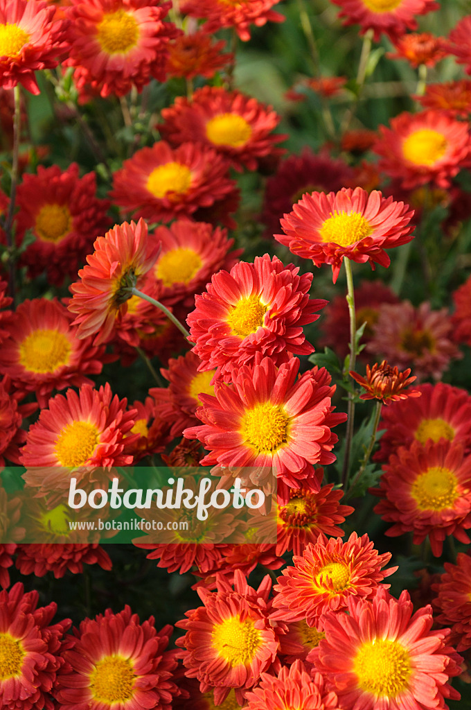 489102 - Chrysanthème d'Inde (Chrysanthemum indicum 'Rumpelstilzchen')
