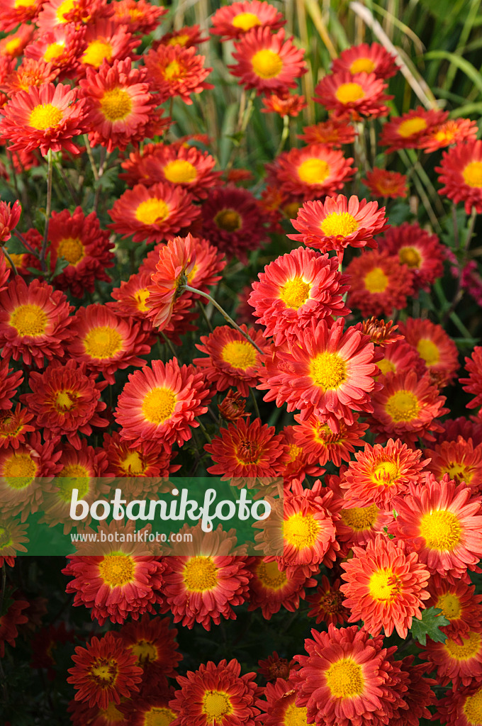 489103 - Chrysanthème d'Inde (Chrysanthemum indicum 'Rumpelstilzchen')