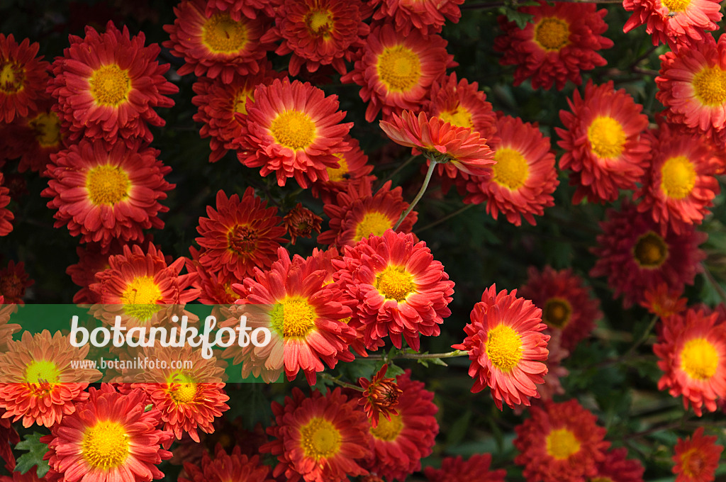 489104 - Chrysanthème d'Inde (Chrysanthemum indicum 'Rumpelstilzchen')