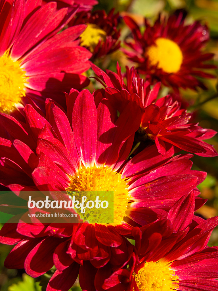 431043 - Chrysanthème d'Inde (Chrysanthemum indicum 'Vesuv')