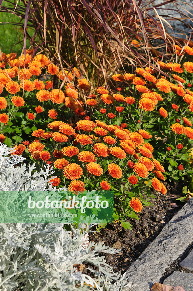489077 - Chrysanthèmes (Chrysanthemum)