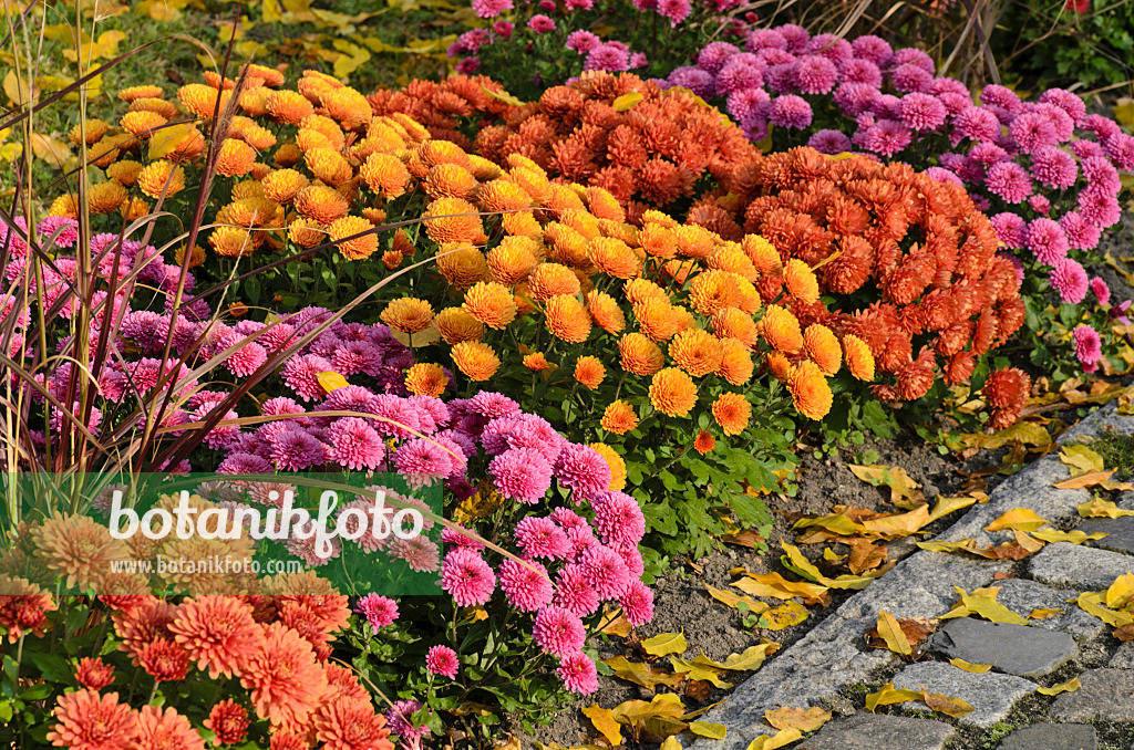 502043 - Chrysanthèmes (Chrysanthemum)