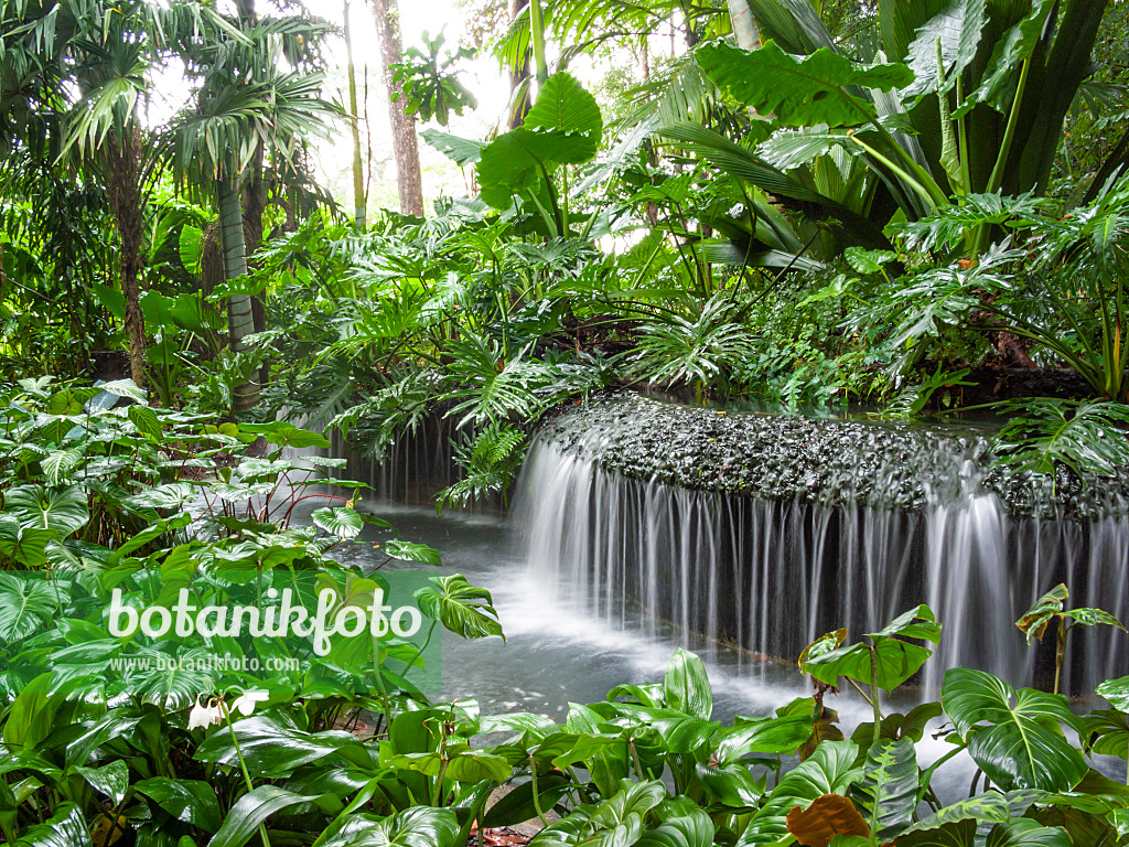 411140 - Chute d'eau dans un jardin tropical