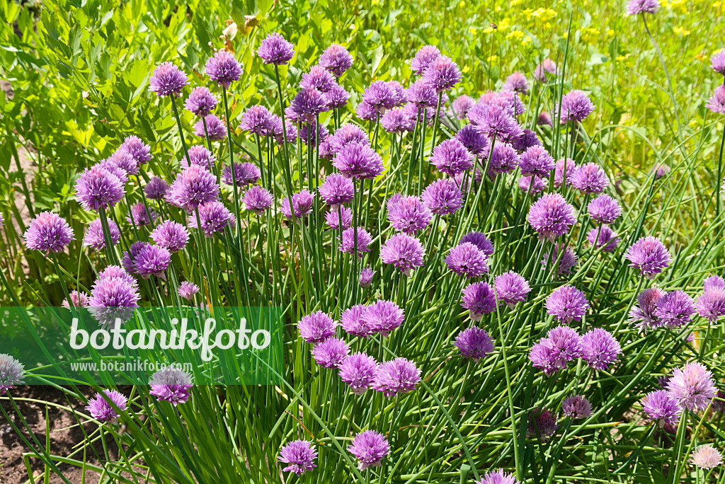 672084 - Ciboulette (Allium schoenoprasum)