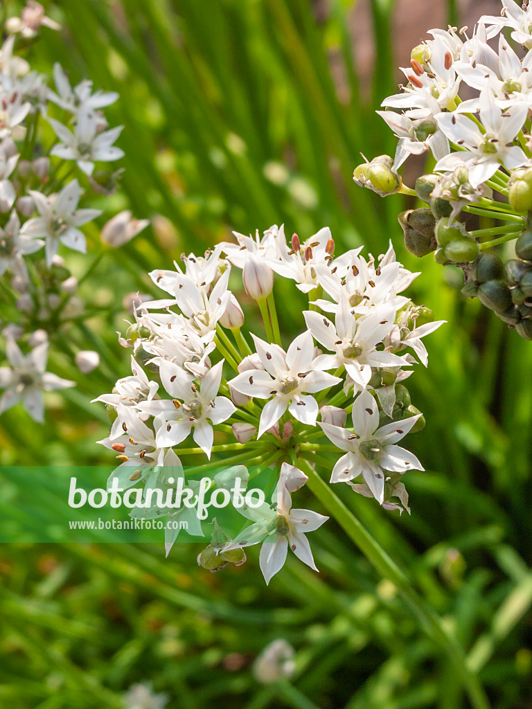 405040 - Ciboulette chinoise (Allium tuberosum)