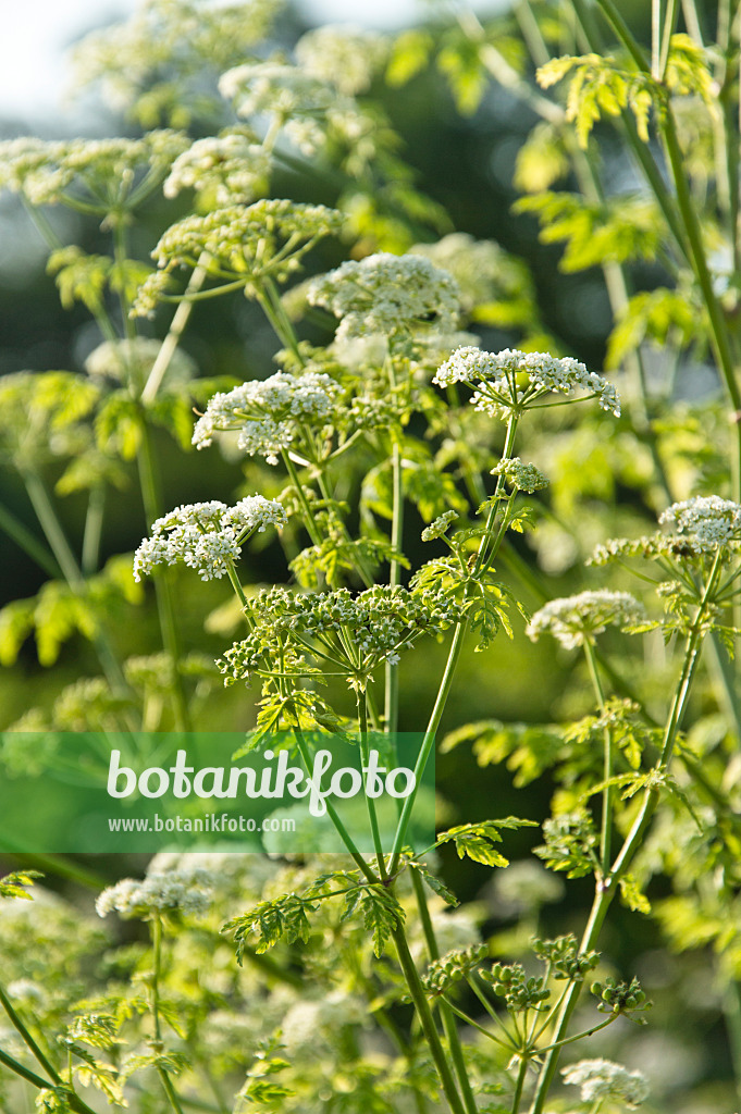 509229 - Ciguë tachetée (Conium maculatum)