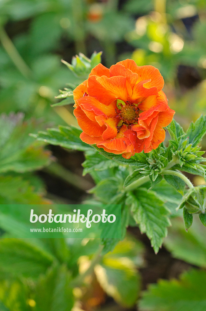 473153 - Cinquefoil (Potentilla William Rollison)