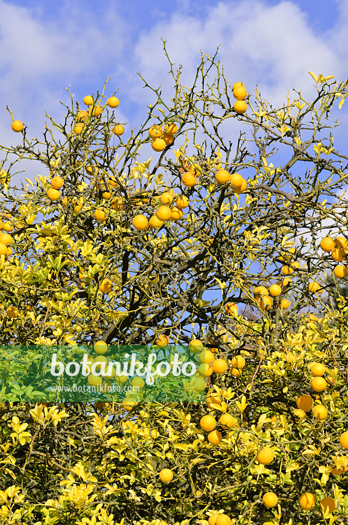 525355 - Citronnier épineux (Poncirus trifoliata)