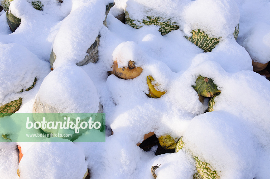 466099 - Citrouilles couvertes de neige