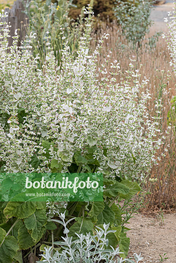 675363 - Clary sage (Salvia sclarea 'Vatican White')