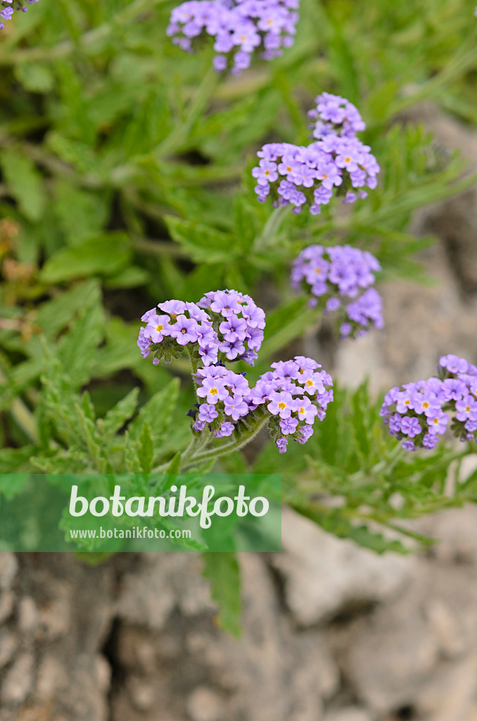 533027 - Clasping heliotrope (Heliotropium amplexicaule)