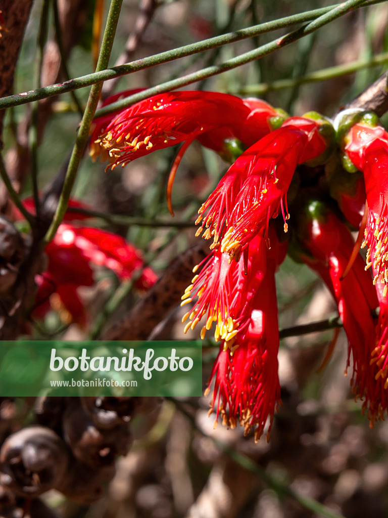 455298 - Claw flower (Calothamnus chrysantherus)