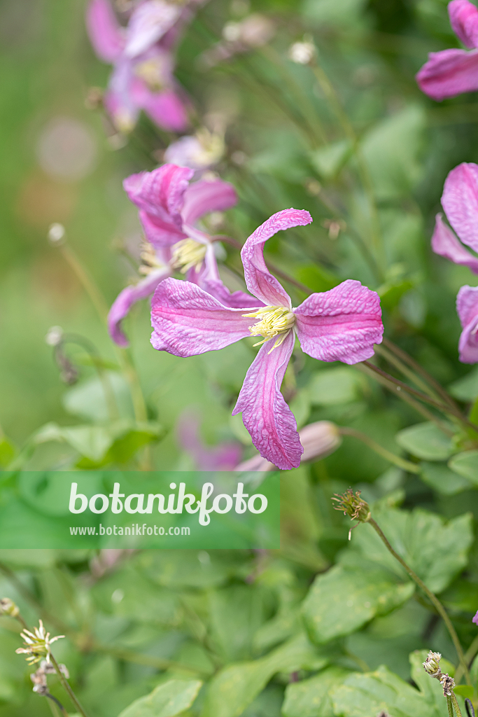 664083 - Clematis (Clematis Inspiration)