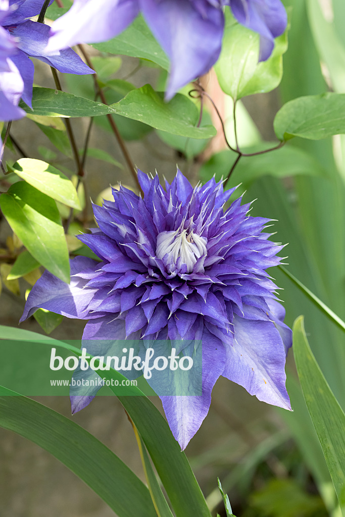 651176 - Clematis (Clematis Multi Blue)