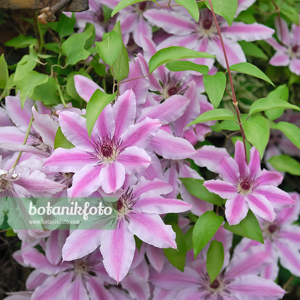 471377 - Clematis (Clematis Nelly Moser)