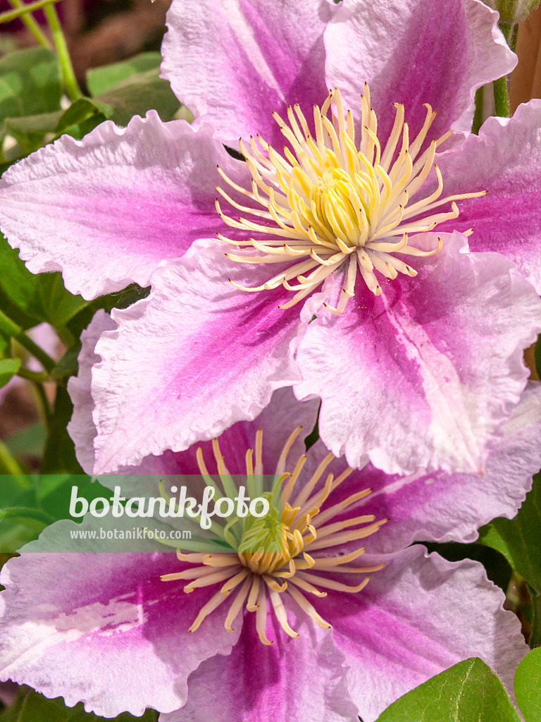 426033 - Clematis (Clematis Piilu)