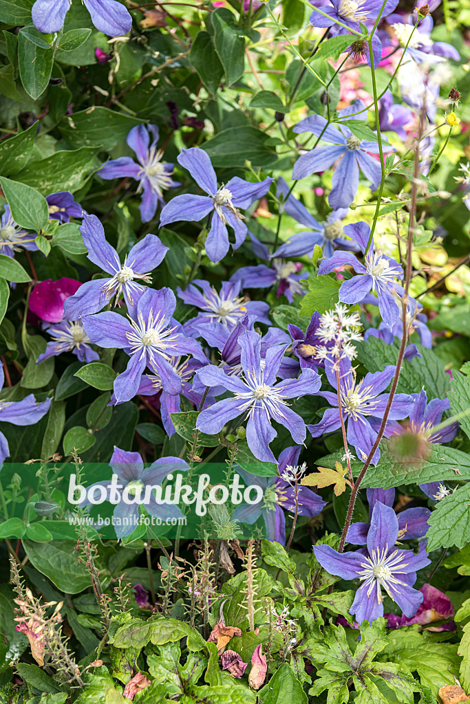 638053 - Clematis (Clematis Prince Charles)