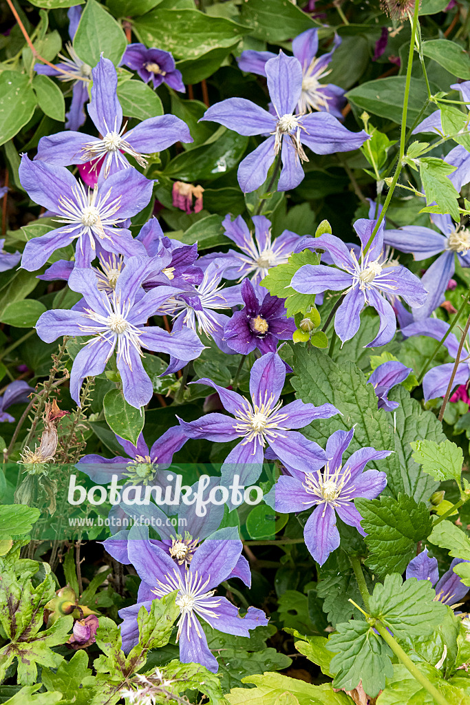 638054 - Clematis (Clematis Prince Charles)