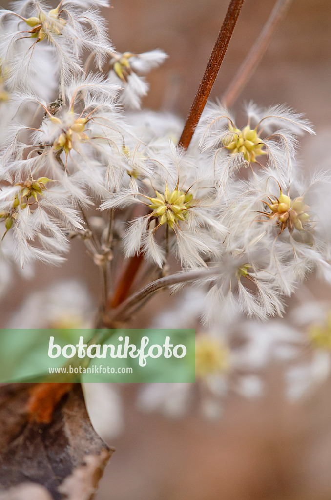 527006 - Clematis (Clematis stans)