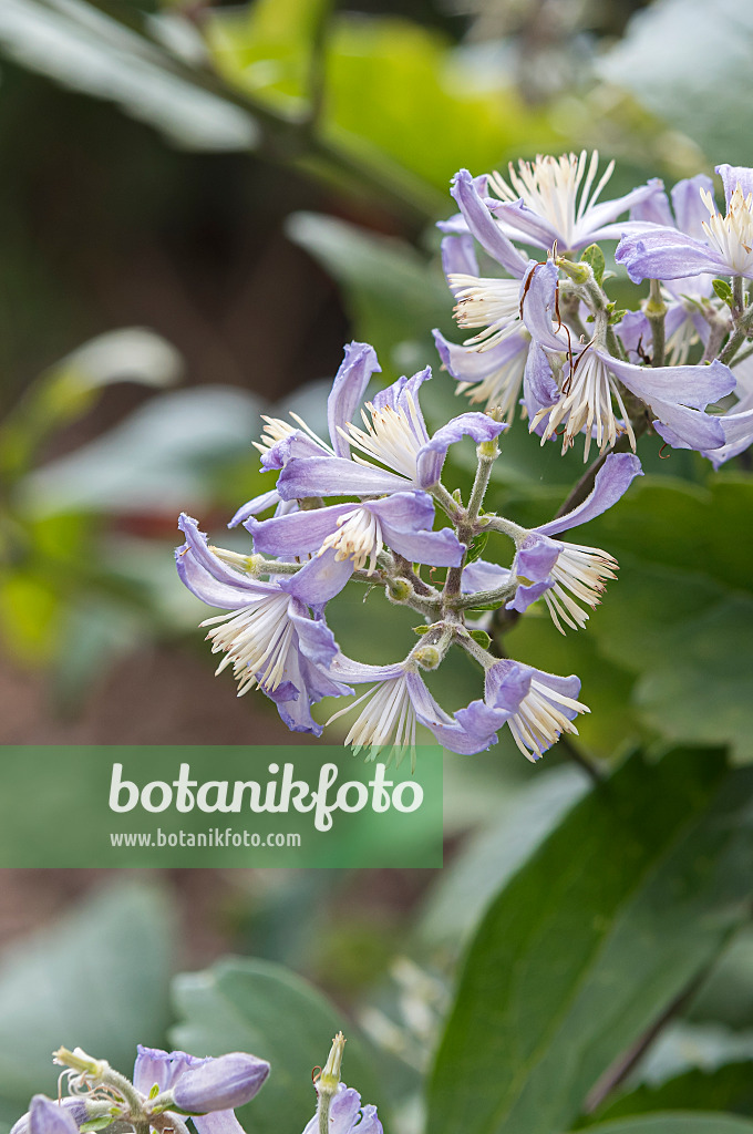 651177 - Clematis (Clematis x jouiniana 'Praecox')