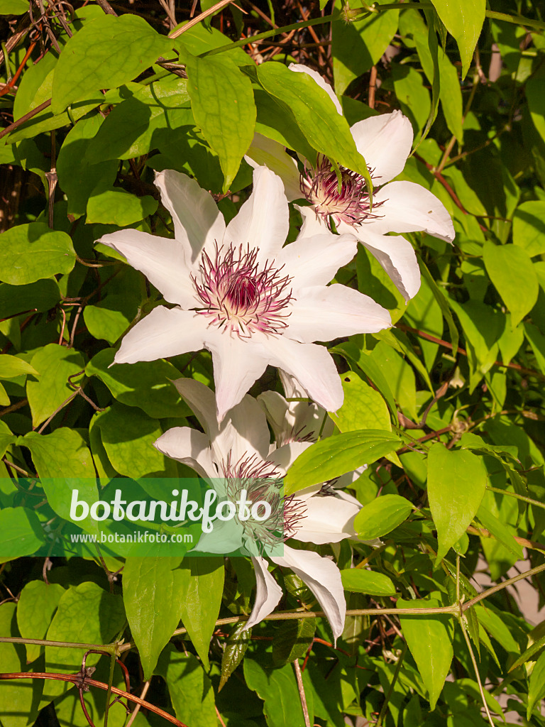 401241 - Clématite azurée (Clematis patens)