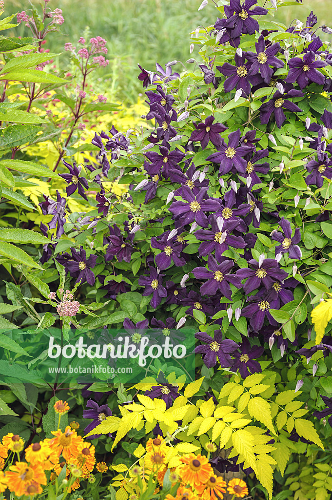 535393 - Clématite bleue (Clematis viticella 'Romantika')